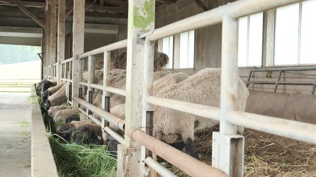若草に食らいつく羊