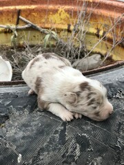 Australian Shepherd puppy.