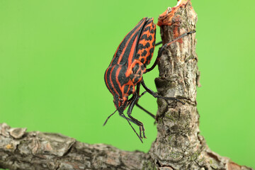 red bug on a stick