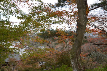 紅葉の京都
