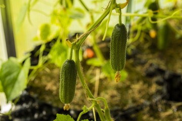Beautiful close up view of young cucumber plants in greenhouse. Home gardening concept.  Healthy organic food.