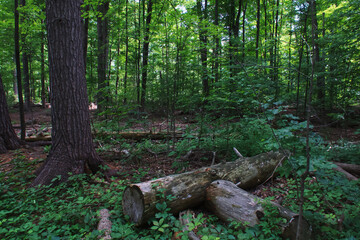 A green forest on a summer day