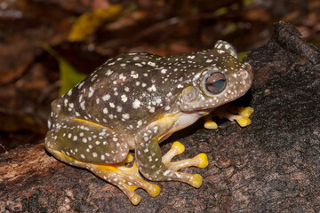 Magnificent Tree Frogs