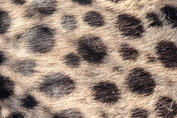 Close up of a Cheetah's coat