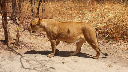 lion © Paulina