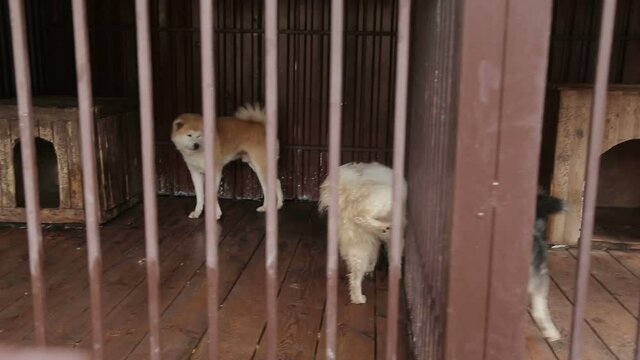 Beautiful pedigree dogs in cage, Huskies from the back, Akita Inus - the yellow one is from the front and is shaking its body, the white one is from the back and is peeing on the wall.