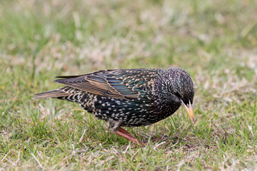 Common Starling catching invertebrates to feed on