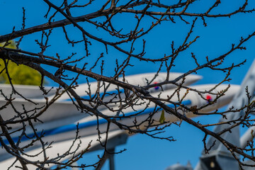 Missiles behind tree branch.