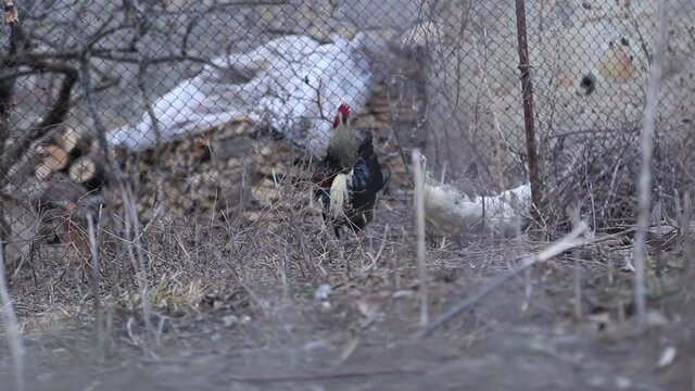 A cock is walking, flying, jumping onto the fence.