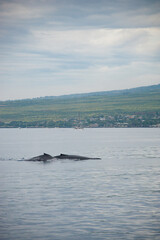 Fototapeta premium Humpback Whales on the ocean surface, Lahaina, Maui, Hawaii