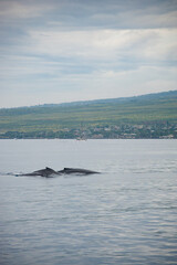 Obraz premium Humpback Whales on the ocean surface, Lahaina, Maui, Hawaii