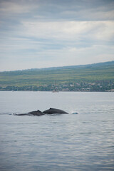 Fototapeta premium Humpback Whales on the ocean surface, Lahaina, Maui, Hawaii