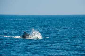 Fototapeta premium Humpback Whales on the ocean surface, Lahaina, Maui, Hawaii