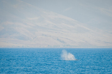 Humpback Whales on the ocean surface, Lahaina, Maui, Hawaii