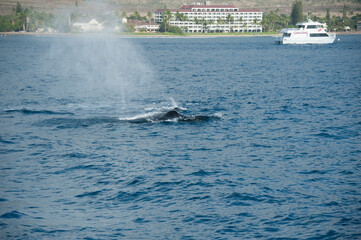 Fototapeta premium Humpback Whales on the ocean surface, Lahaina, Maui, Hawaii