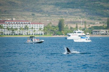 Obraz premium Humpback Whales on the ocean surface, Lahaina, Maui, Hawaii