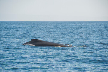 Fototapeta premium Humpback Whales on the ocean surface, Lahaina, Maui, Hawaii