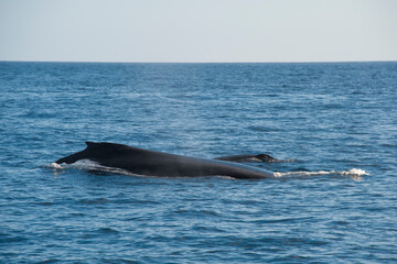 Fototapeta premium Humpback Whales on the ocean surface, Lahaina, Maui, Hawaii