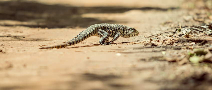 Lagarto Overo cruzando un camino de tierra en el parque nacional Iguaz&uacute;