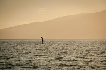 Fototapeta premium Humpback Whale in Sunset, Orange sky, 