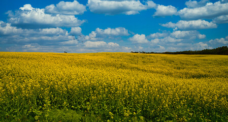 Yellow canola field and blue sky in Alberta, Canada.