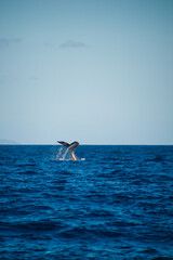 Naklejka premium Tale of Humpback Whale, blue ocean, horizon, blue sky