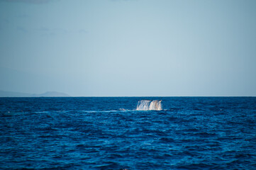 Tale of Humpback Whale, blue ocean, horizon, blue sky