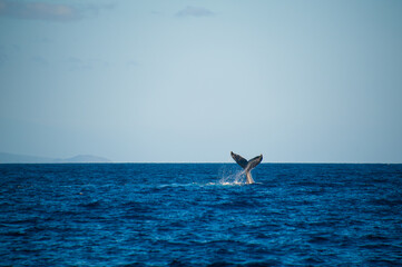 Naklejka premium Tale of Humpback Whale, blue ocean, horizon, blue sky