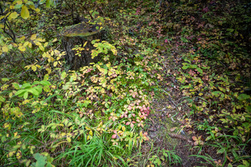 Northern fauna in fall color