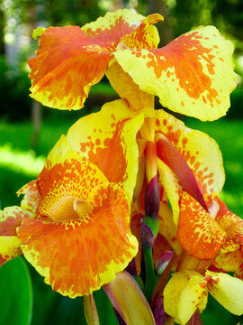 Close-up of Canna Lily - Canna Yellow King Humbert (Canna X Generalis), large yellow flowers with fiery orange spots and bright green leaves, in full bloom. Exotic flora.