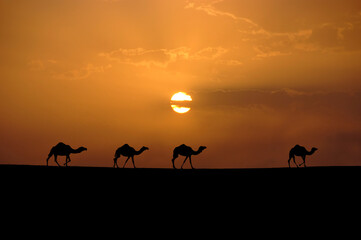 Fototapeta na wymiar silhouette Camels in the desert wildlife