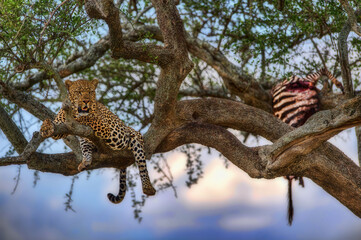 Leopard is above the tree and is left behind by prey zebra in wildlife