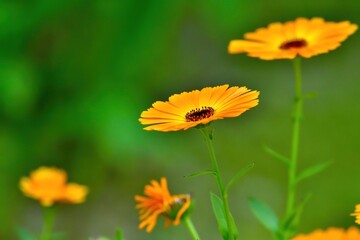 ひっそりと咲く満開のキンセンカの花