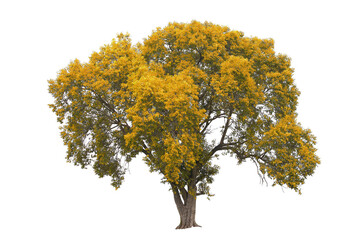 Autumn tree during fall season which foliage has turn from green to yellow isolated on white background for autumn design usage