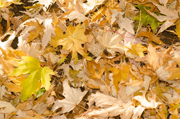 Yellow leaves carpet