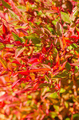Color leaves