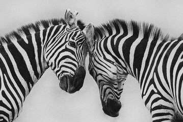 Fototapeta na wymiar zebra in wildlife, abstract with lines and closeup black and white