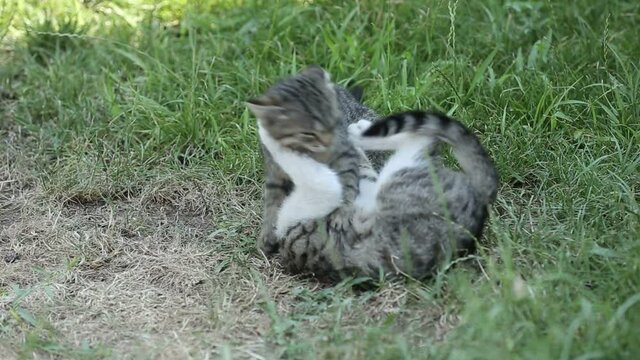 Beautiful kittens are playing on the lawn