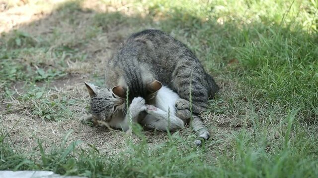 Beautiful kittens are playing on the lawn