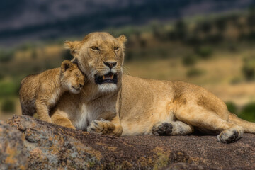 Fototapeta na wymiar Lioness with her cubs and mother's tenderness in the wild 