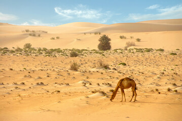 Camel in the desert wildlife
