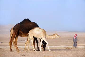 Camel in the desert wildlife