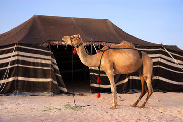 camel in a poetry tent in the middle of the desert