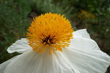 Macro of white poppy flower