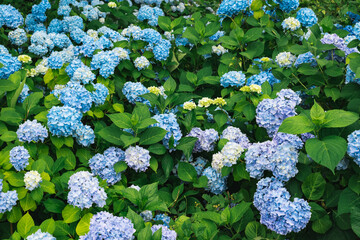 hydrangea flower