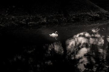 white swan, monochrome