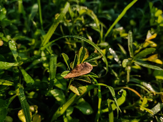 A small dry leaves fall on a wet green grass in the morning.