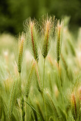 close up of green grass