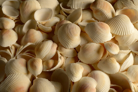 sea shells background