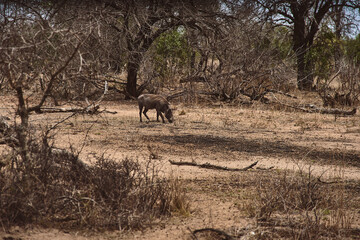 Família de Javali comendo, Kruger Park